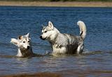 SIBERIAN HUSKY 651